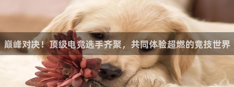 易游电竞王者荣耀大赛：巅峰对决！顶级电竞选手齐聚，共同体验超燃的竞技世界